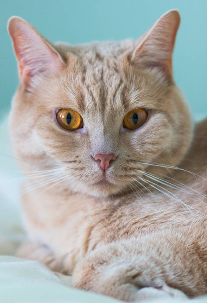 Retrato de un gato jengibre de cerca
. - Foto, imagen