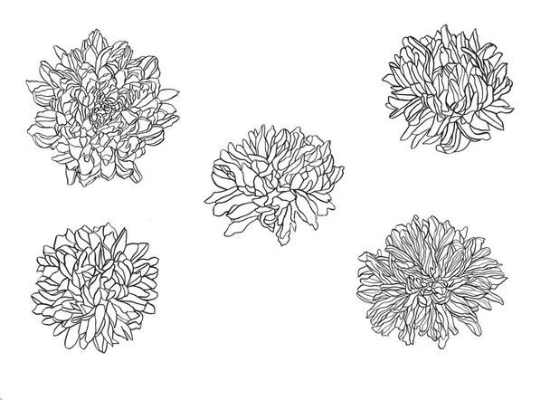 Summer, autumn flowers of chrysanthemum, field beautiful plant, hand draws with ink, buds from different angles with ink - Photo, image