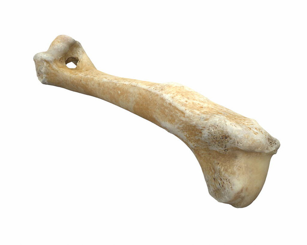 Restitution 3D d'os de jambe d'animal isolé sur blanc
 - Photo, image