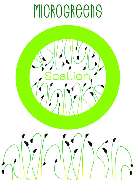 Microgreens Scallions. Diseño de empaque de semillas, elemento redondo en el centro. Las semillas que brotan de la planta
 - Vector, Imagen