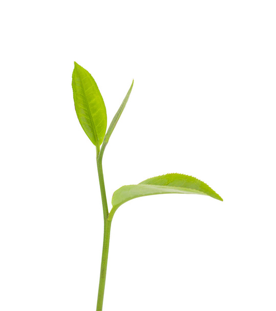 green tea leaf an isolated on white background - Foto, Imagem