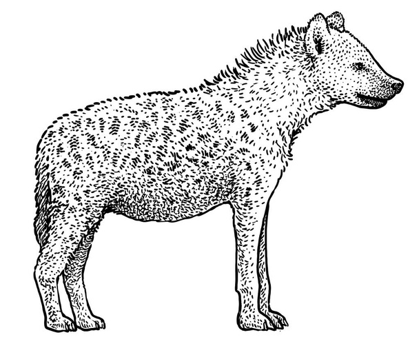 Täplikäs hyeena (Crocuta crocuta) kuva, piirustus, kaiverrus, muste, linja taide, vektori
 - Vektori, kuva