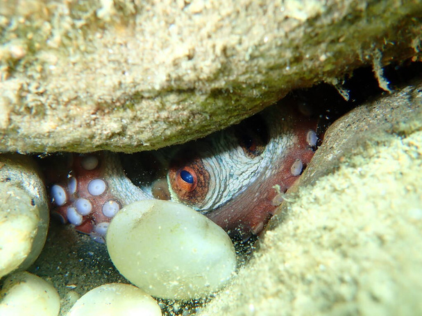 Der gemeine Tintenfisch (Octopus vulgaris), Ägäis, Griechenland, Chalkidiki - Foto, Bild
