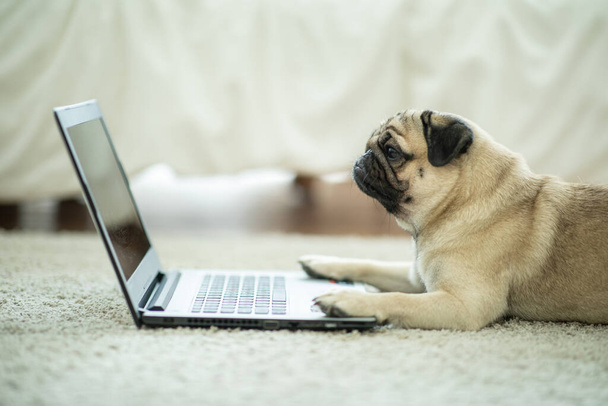 Lindo perro Pug raza acostado en el suelo mirando en la pantalla del ordenador portátil de trabajo y mecanografía con ordenador portátil sensación de felicidad y cómodo, perro y concepto de negocio
 - Foto, imagen