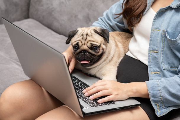 Mujer escribiendo y trabajando en el ordenador portátil con perro Pug raza acostada sobre su rodilla y mirando en la pantalla sintiendo felicidad y cómodo, concepto amistoso
 - Foto, Imagen
