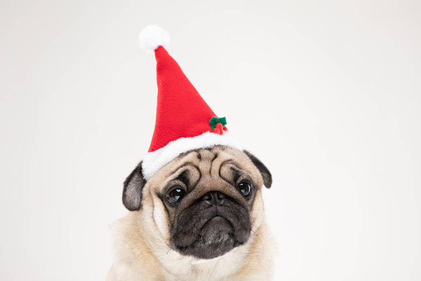 Adorable Pug wearing santa hat in christmas day ready to celebrated with owner on grey background,Christmas and New year concept - Foto, afbeelding