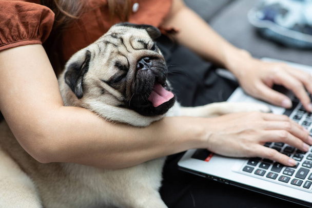 Woman typing and working on laptop with dog Pug breed lying on her knee and want to sleep feeling happiness and comfortable - Foto, Bild