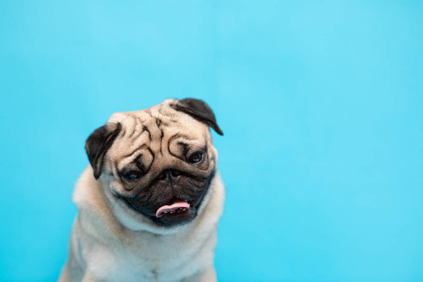 Happy adorable dog pug breed smile and cheerful on blue background,Pug Purebred Dog Concept - Photo, image