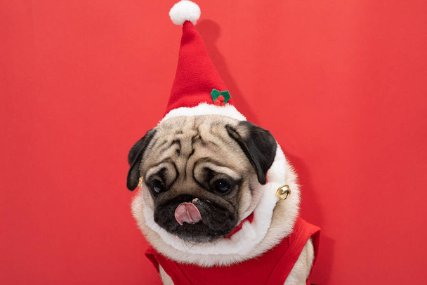 Adorable Pug wearing santa hat and santa costume in christmas day ready to celebrated with owner on red background,Christmas and New year concept - Φωτογραφία, εικόνα