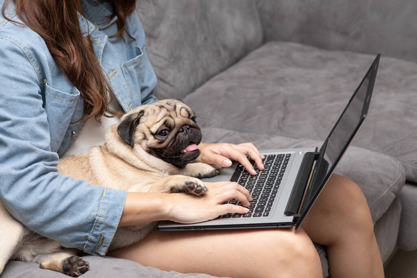 Woman typing and working on laptop with dog Pug breed lying on her knee and looking on screen feeling happiness and comfortable,Friendly Concept - Фото, зображення