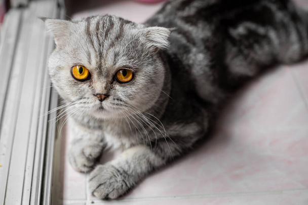 Speelse Schotse vouw kat op de vloer. Close-up Schotse vouw kat is zo schattig. Zo schattig kat in de kamer. - Foto, afbeelding