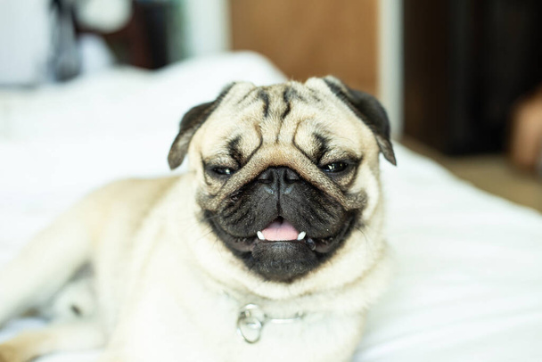 cute dog pug breed have a question and making funny face,Selective focus - Zdjęcie, obraz