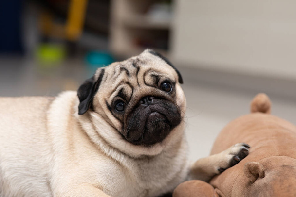 cute dog pug breed have a question and making funny face feeling so happiness and fun,Selective focus - Photo, image