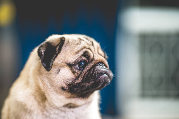 Şirin köpek pug cinsinin bir sorusu var ve komik bir yüz ifadesi var. Mutlu ve eğlenceli, seçici odaklanma, arkadaşlık kavramı. - Fotoğraf, Görsel