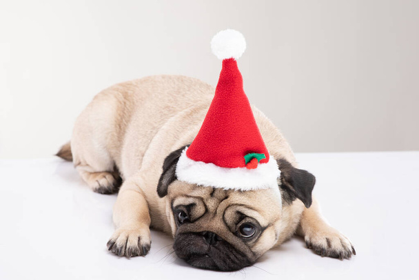 Adorable Pug wearing santa hat in christmas day ready to celebrated with owner on grey background,Christmas and New year concept - 写真・画像