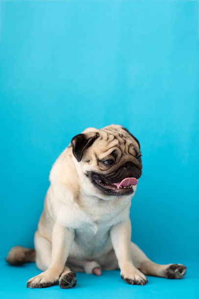 Ευτυχισμένο αξιολάτρευτο σκυλί pug χαμόγελο φυλής και χαρούμενα σε μπλε φόντο, Παγκ καθαρόαιμο Dog Concept - Φωτογραφία, εικόνα
