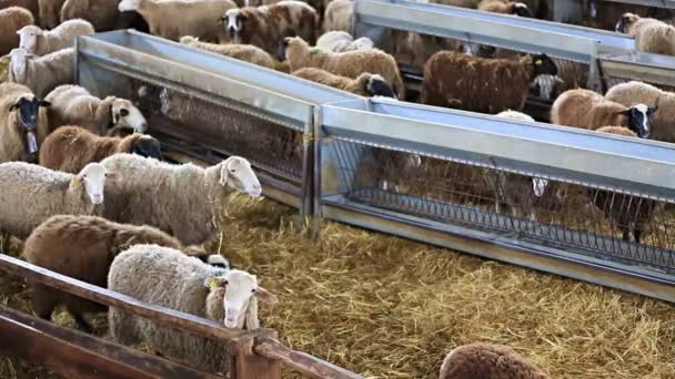 Flock of sheep - Footage, Video