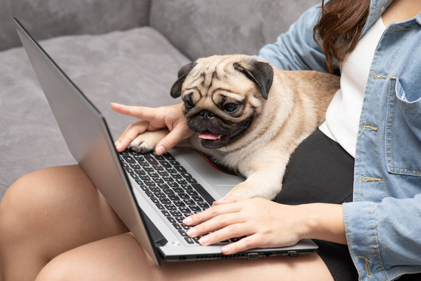 Woman typing and working on laptop with dog Pug breed lying on her knee and looking on screen feeling happiness and comfortable,Friendly Concept - Photo, Image