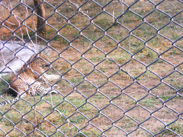 Leopárd ül a háló mögött az állatkertben - Fotó, kép
