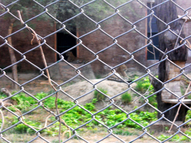 Leopárd ül a háló mögött az állatkertben - Fotó, kép