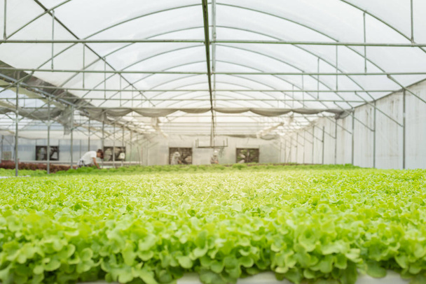 A piacra történő kivitelre szánt, üvegházban termesztett salátafarmok hidroponikus termesztése. A farm hidroponikájának belseje. Növénytermesztés a hidroponikában. - Fotó, kép
