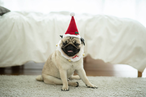 Cute Dog Pug Breed in Red Santa coat Disfraz sentado sonrisa y felicidad listo para celebrar en Navidad y año nuevo día, perro sano de pura raza con concepto de Navidad
 - Foto, imagen