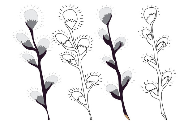 Spring twigs easter pussy willow tree, catkins closeup isolated on a white background. Hand painting on paper. Bright cute hand drawn illustration. Easter symbol. - Vector, afbeelding
