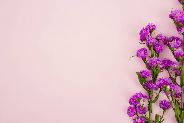 Closeup of purple gerbera flowers with copy space on pink background - Φωτογραφία, εικόνα