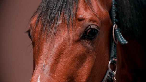 Cavallo marrone faccia in redini di pelle al chiuso
 - Foto, immagini
