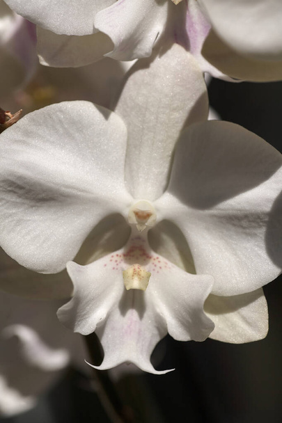 Gyönyörű orchidea kavics. Virágház, virágzó orchidea közelkép. Gyönyörű növény otthon. Házi virágok és virágápolás extrém közelről. - Fotó, kép