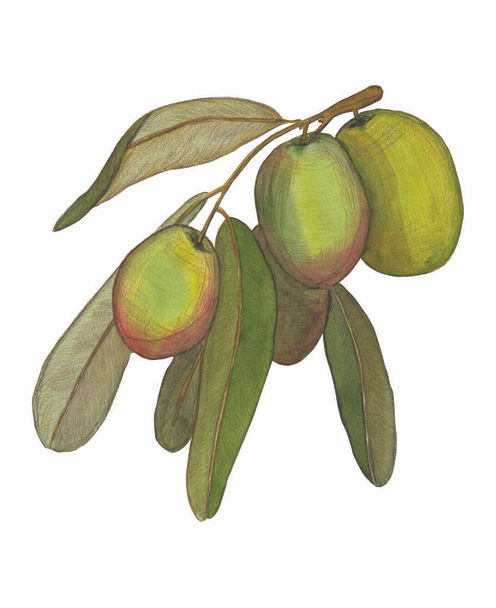 Акварель зеленая оливковая ветвь. Ручная раскрашенная цветочная иллюстрация с оливковыми фруктами и ветвями деревьев на белом фоне. Для дизайна, печати и ткани
 - Фото, изображение