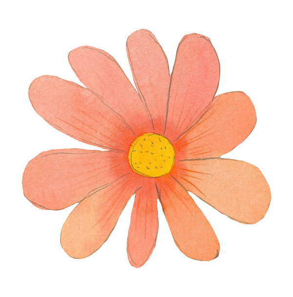 Υδατογραφία εικονογράφηση με την εικόνα του φωτός ροζ χαριτωμένο λουλούδι που απομονώνονται σε λευκό φόντο. Σχεδιασμός εκτυπωτικών καρτών, προσκλήσεων, αφίσας, συσκευασίας. - Φωτογραφία, εικόνα