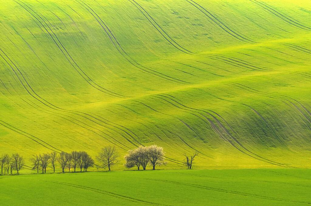 Piękny wiosenny krajobraz z polem trawiastych wzgórz o zachodzie słońca. Fale w przyrodzie Morawska Toskania - Czechy - Europa. - Zdjęcie, obraz