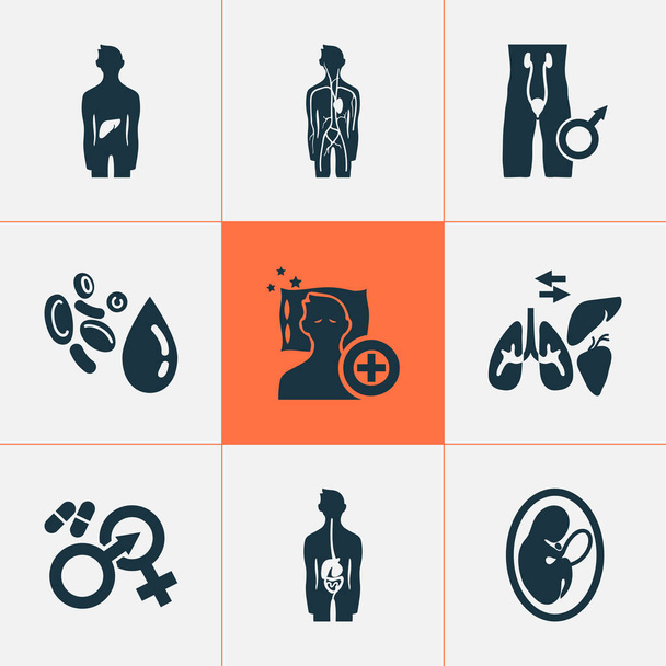 Anatómiai ikonok gasztroenterológiával, andrológiával, alvásgyógyászati artériás elemekkel. Izolált illusztráció anatómiai ikonok. - Fotó, kép