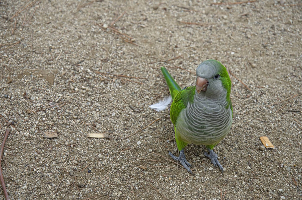Kleine groene papegaai Monnik Parkieten (Quaker Papegaaien) die op de grond staan in het park van Barcelona, Spanje - Foto, afbeelding