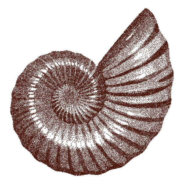 Doted Ammonite Shell - vector illutratie  - Vector, afbeelding