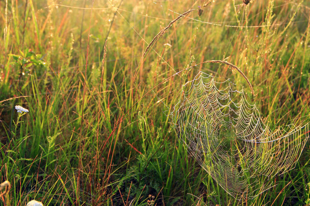 Bitki şafakta ıslak ağa sarılır. Örümcek ağındaki çiy tanesi. Ağda yaz çiçekleri. Yaz tarlasında otların arasında yaşayan örümcek evi. Örümcek ağında su damlacıkları - Fotoğraf, Görsel