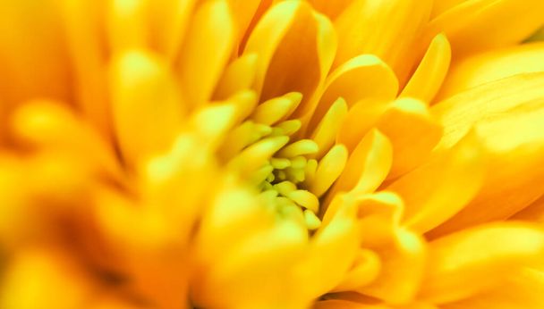 Art rétro, carte vintage et concept botanique - Fond floral abstrait, fleur de chrysanthème jaune. Macro fleurs toile de fond pour le design de la marque de vacances
 - Photo, image