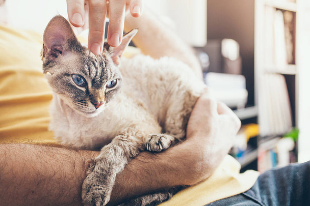 Man is cuddling his Devon Rex cat with blue eyes. Feline is purring and feeling happy. Petting your cat is booting mood , making you feel better. Selective focus. Cat with owner, tenderness concept - Foto, immagini