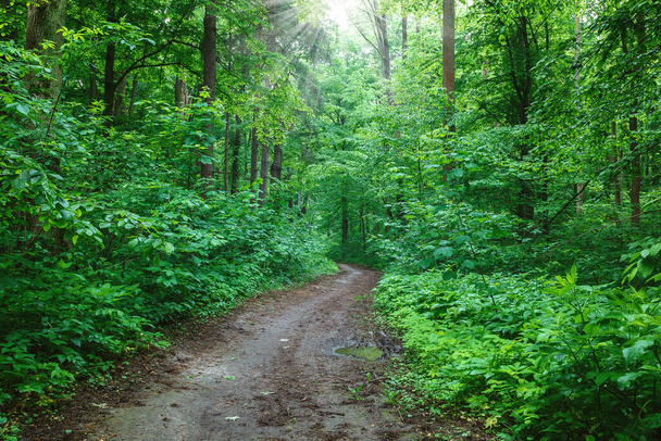 Bosque húmedo de primavera verde con senderos y arroyos. - Foto, imagen