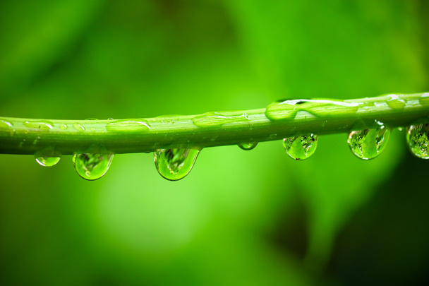 dauw waterdruppels - Foto, afbeelding