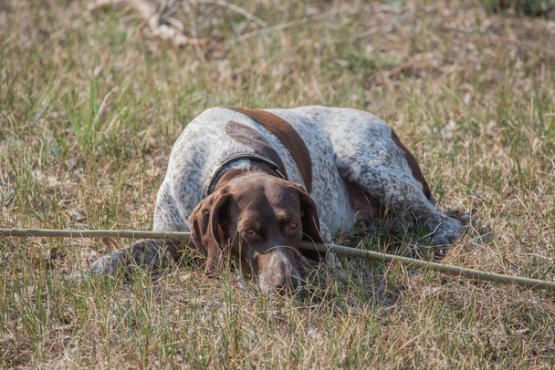 Deutsch Kurzhaar German Short-haired Pointing Dog. Un cane molto attivo. Kurzhaar è un cane snello e anche magro. Colori di diversi grandi macchie irregolari sparsi sulla schiena, gambe e stomaco
 - Foto, immagini