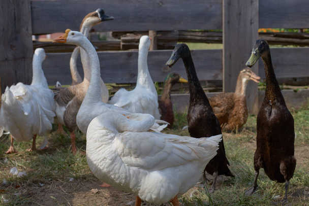 Rural scene with geese and ducks. Homemade geese sit on farm. concept of ecofarm, agriculture. - Foto, Imagen