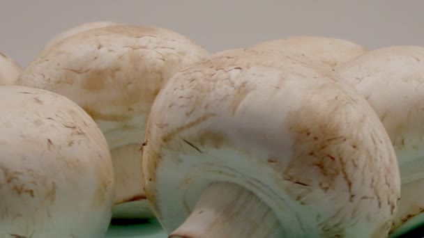 The mushrooms mushroom in rotation. Close up. - Filmagem, Vídeo