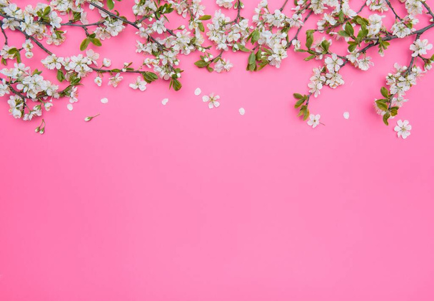 photo of spring white cherry blossom tree on pastel pink background. View from above, flat lay - Foto, immagini