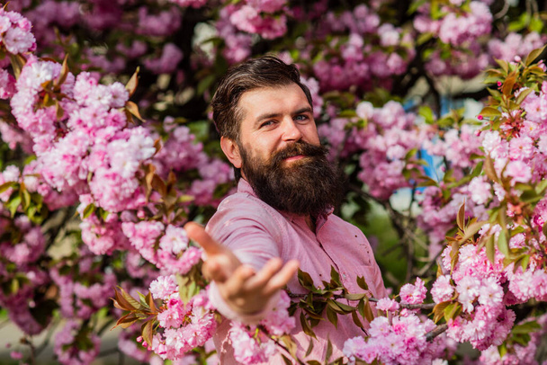 Weekend in garden concept. April events. Spring holidays. Join my spring. Natural beauty. Handsome bearded man outdoors. Hipster in cherry bloom. Man in sakura blossom. Spring pink tender flowers - Foto, Imagen