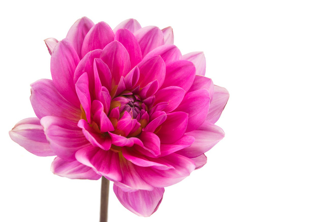 roze dahlia geïsoleerd - Foto, afbeelding