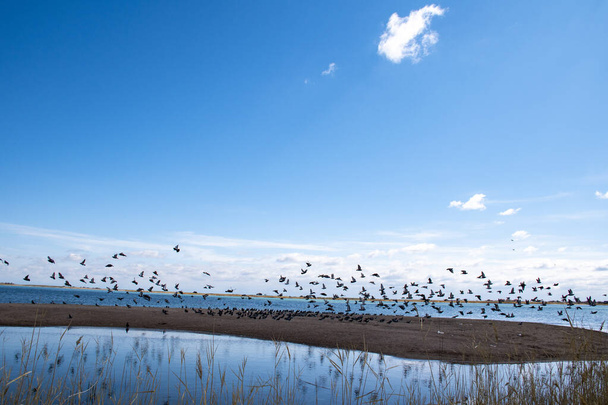 Oiseaux volant dans le ciel, un troupeau de pigeons volent dans le ciel
. - Photo, image