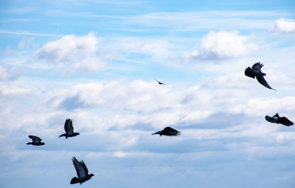 Madarak repülnek az égen, galambok seregei szárnyalnak az égen.. - Fotó, kép