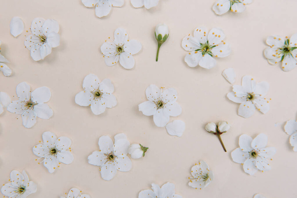 White pastel spring flower on color background . Cherry blossom flower illustration. spring and summer background. Top view - Foto, immagini